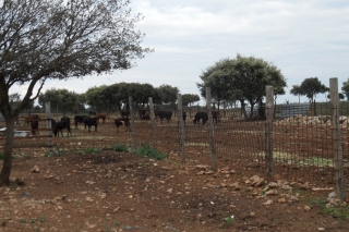 en_los_toros_marivel2